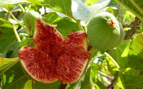 開花無花果花|イチジク（無花果）って花はあるの？いつどこに咲。